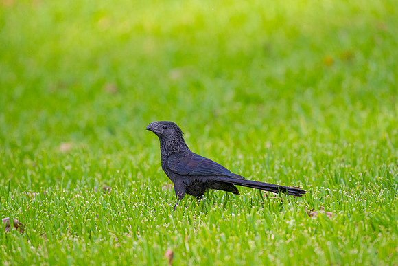 Groove-billed ani KAC3851