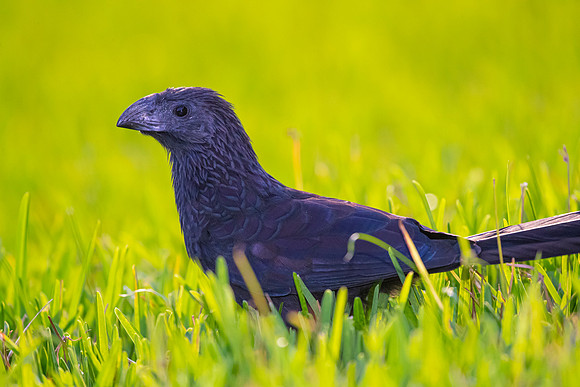 Groove-billed ani KAC3853