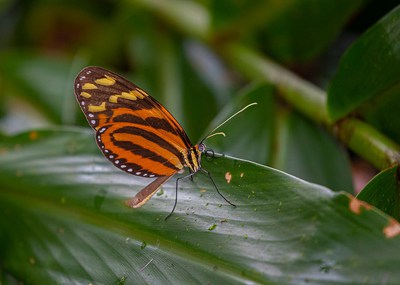 Heliconia butterfly KAC4378