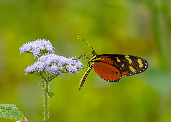 Heliconia Butterfly KAC5846
