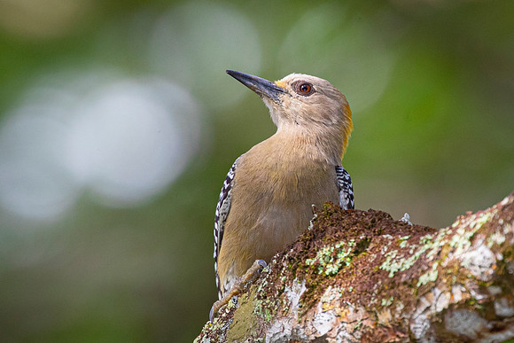 Hoffman's woodpecker KAC3740