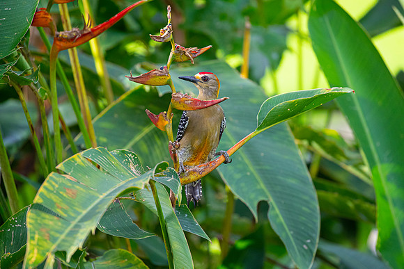 Hoffman's woodpecker KAC3755