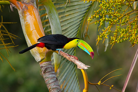 Keel-billed toucan KAC3862