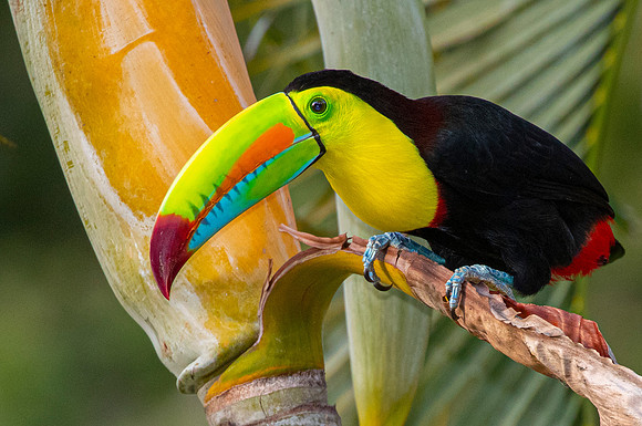 Keel-billed toucan KAC3870