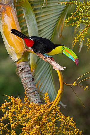 Keel-billed toucan KAC3871
