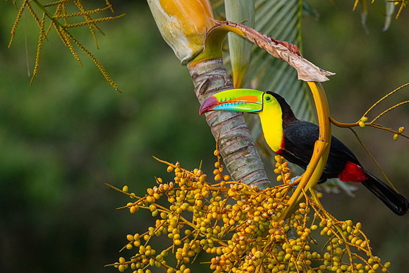 Keel-billed toucan KAC3888