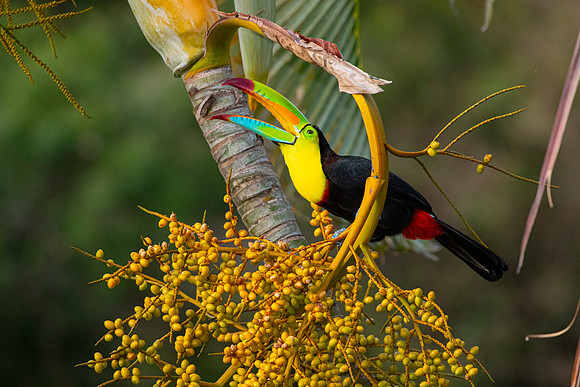 Keel-billed toucan KAC3907