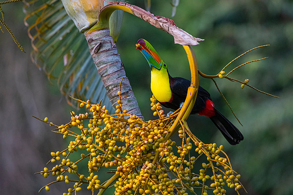 Keel-billed toucan KAC3934