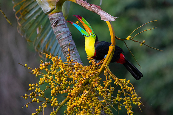 Keel-billed toucan KAC3937