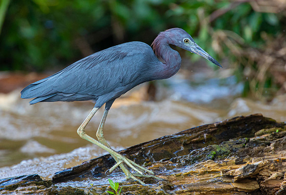 Little blue heron KAC4785
