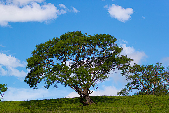 Lone Tree KAC3967