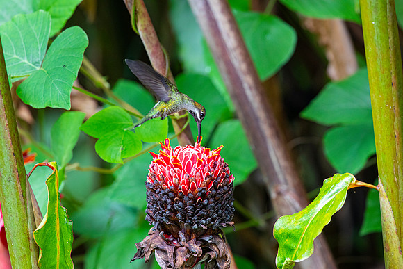 Long-billed starthroat KAC5766