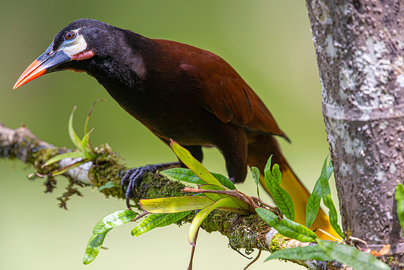 Montezuma oropendola KAC5872