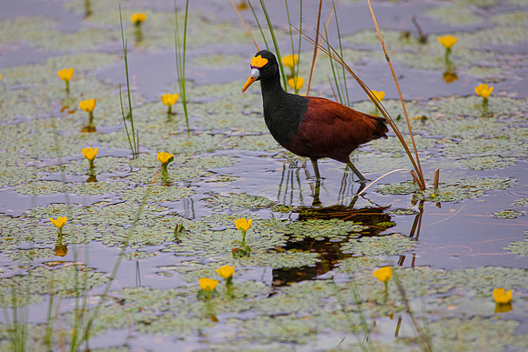 northern jacana KAC5716