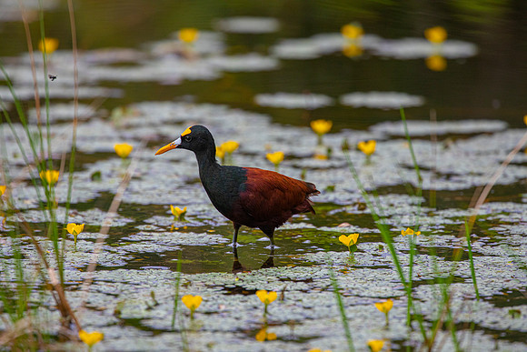 northern jacana KAC5724