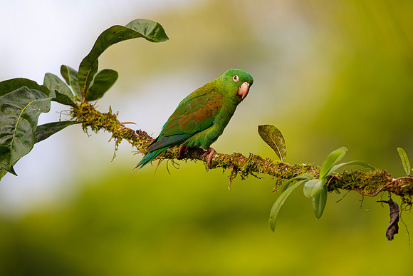 Orange-chinned parakeet KAC4680