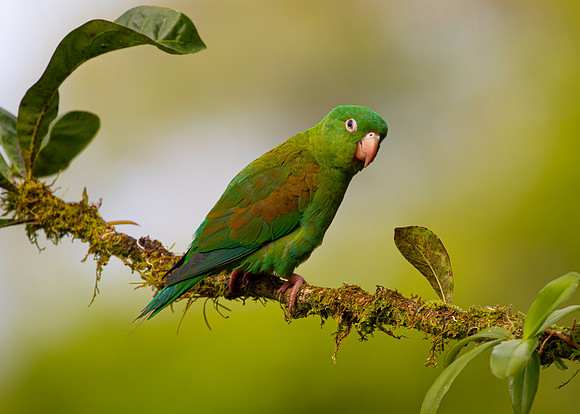Orange-chinned parakeet KAC4681