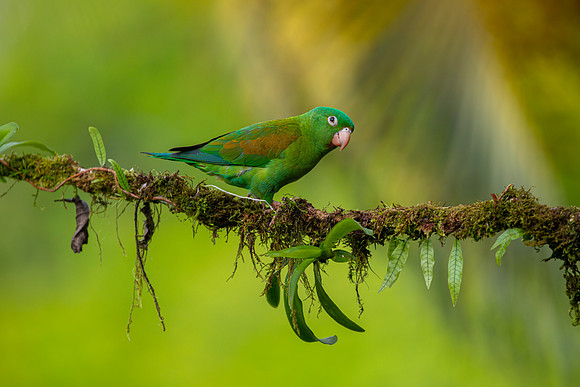 Orange-chinned parakeet KAC4683