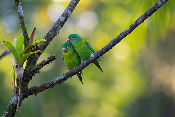 Orange-chinned parakeet KAC4835