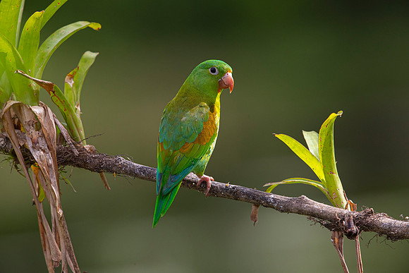 Orange-chinned parakeet KAC5642