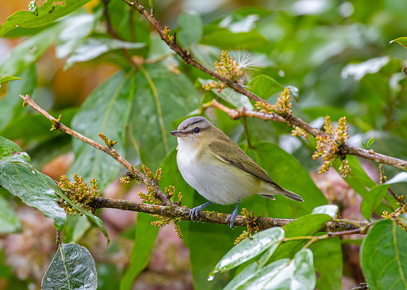Philadelphia vireo KAC4449