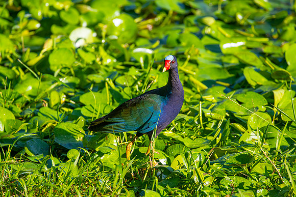 Purple gallinule KAC5818