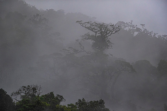 Rainforest Costa Rica KAC4141