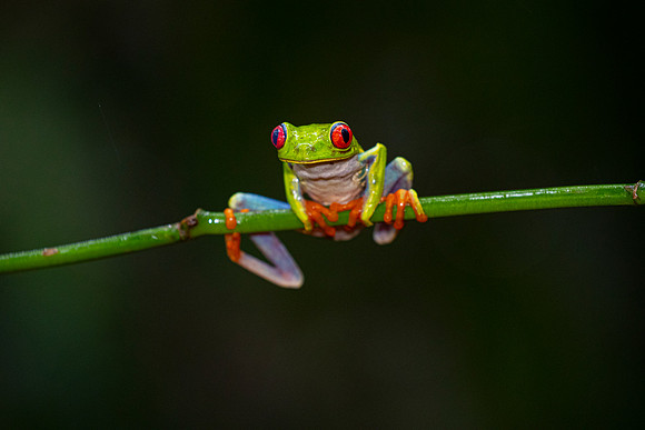 Red-eyed treefrog KAC5119