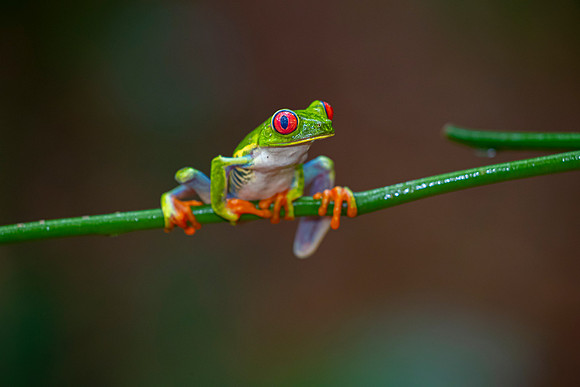 Red-eyed treefrog KAC5554