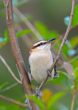 Rufous-naped wren KAC3597