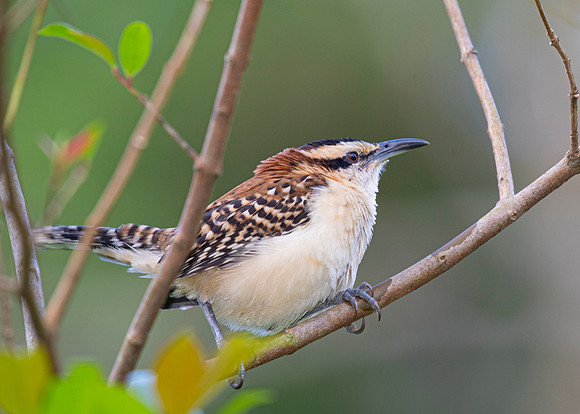 Rufous-naped wren KAC3609