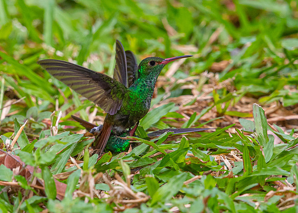 Rufous-tailed hummingbird KAC5307
