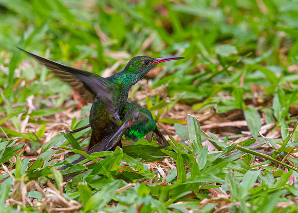 Rufous-tailed hummingbird KAC5315