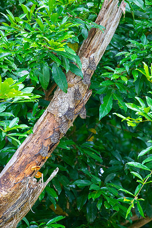 Sac-winged bat KAC6252