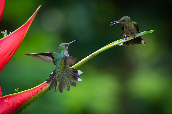 Scaly-breasted hummingbird KAC5149