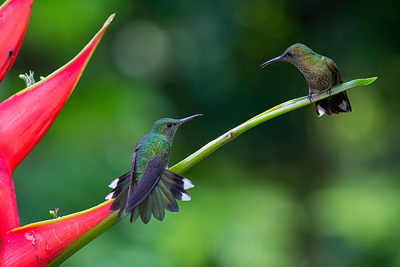 Scaly-breasted hummingbird KAC5156