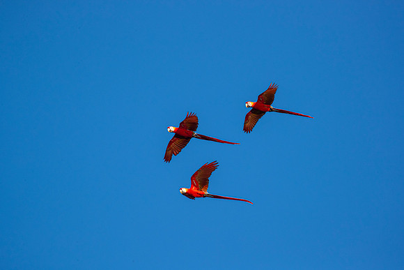 Scarlet macaw KAC4650