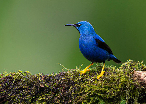 Shining honeycreeper KAC4956
