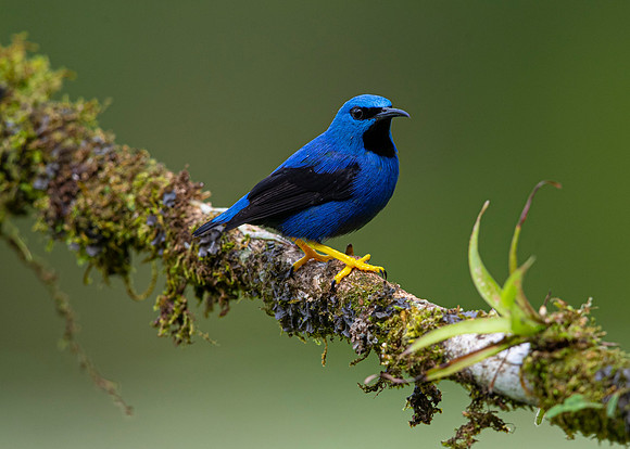 Shining honeycreeper KAC4960