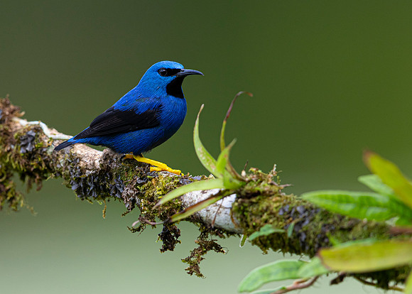 Shining honeycreeper KAC6015