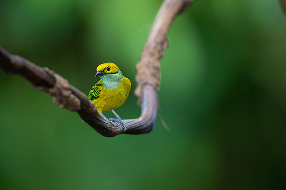 Silver-throated tanager KAC5983