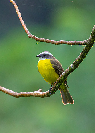 Social flycatcher KAC4476