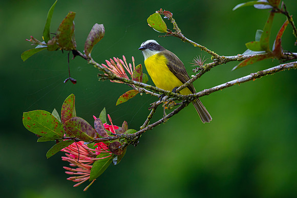 Social flycatcher KAC5661