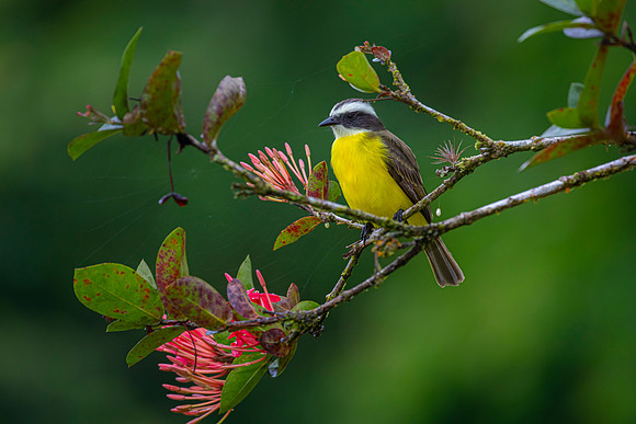 Social flycatcher KAC5663
