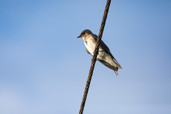 Southern rough-winged swallow KAC5727