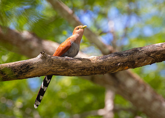 Squirrel cuckoo KAC3842