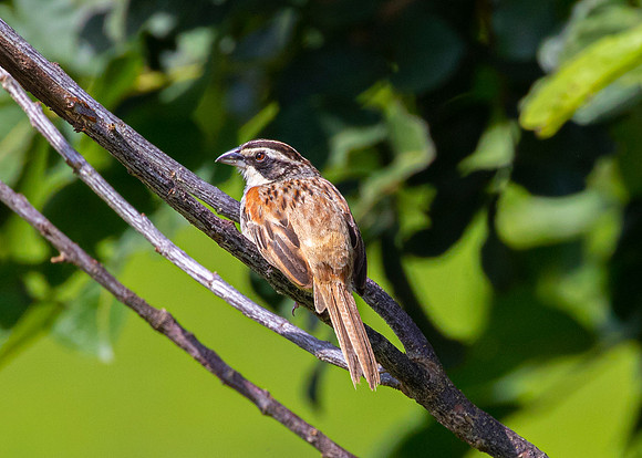 Stripe-headed sparrow KAC3969