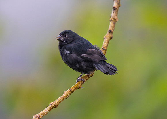 Thick-billed seed-finch KAC4398