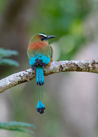 Turquoise-browed motmot KAC3717