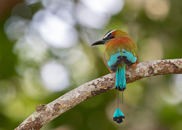 Turquoise-browed motmot KAC3722